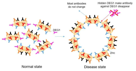 DEG1 항체감소 현상에 대한 scheme