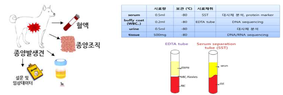 종양 발생견에서 확보한 생체시료 및 데이터(좌측), 시료 필요량 및 보관 방법(우측)