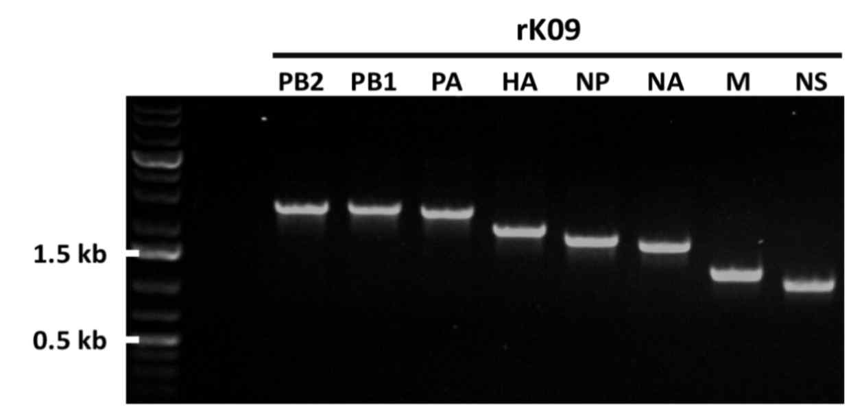 H1N1 아형 바이러스의 backbone으로 사용될 rK09 바이러스의 8개 유전자에 대한 PCR 결과