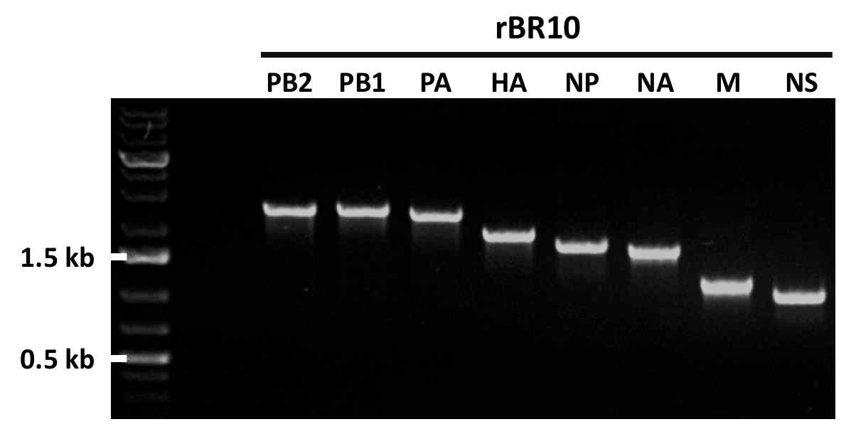 H3N2 아형 바이러스의 backbone으로 사용될 rBR10 바이러스의 8개 유전자에 대한 PCR 결과