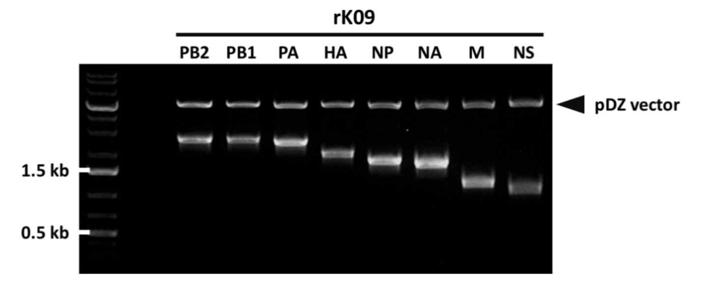 제한효소 처리를 통한 rK09의 각 유전자에 대한 클로닝 여부 확인 결과