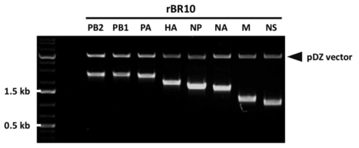 제한효소 처리를 통한 rBR10의 각 유전자에 대한 클로닝 여부 확인 결과