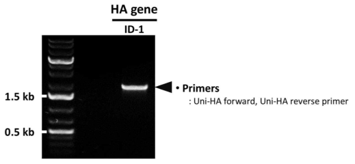 PCR을 통한 ID-1 HA 유전자의 확보 확인