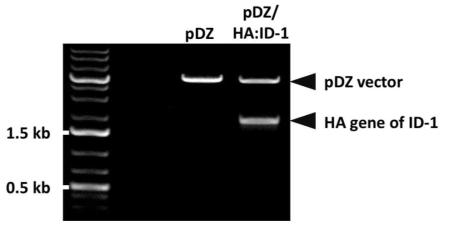 제한효소 처리를 통한 ID-1 HA 유전자의 cloning 여부 확인