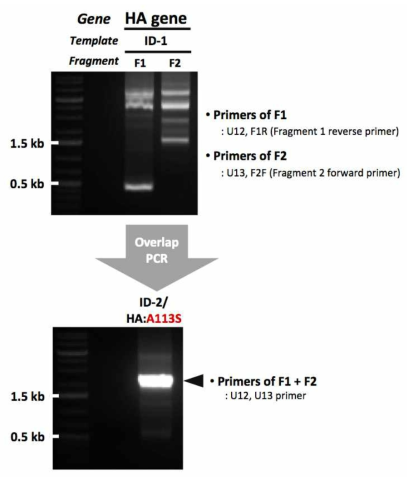 Mutagenesis를 통한 ID-2 HA 유전자의 확보 확인