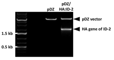 제한효소 처리를 통한 ID-2 HA 유전자의 cloning 여부 확인