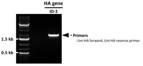 PCR을 통한 ID-3 HA 유전자의 확보 확인