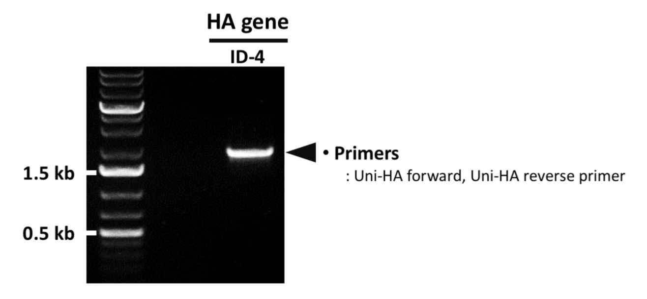 PCR을 통한 ID-4 HA 유전자의 확보 확인