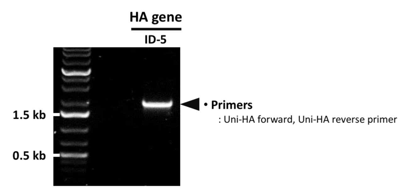 PCR을 통한 ID-5 HA 유전자의 확보 확인