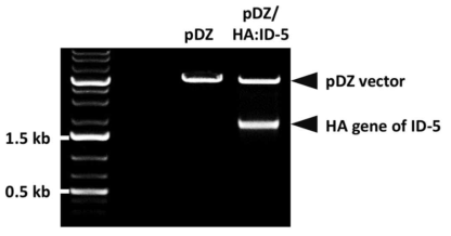 제한효소 처리를 통한 ID-5 HA 유전자의 cloning 여부 확인