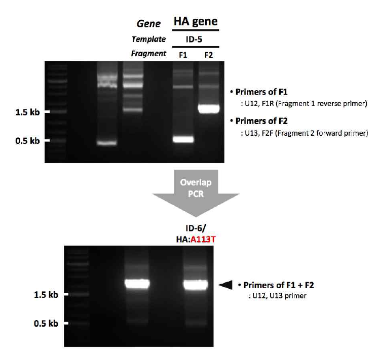 ID-6 유전자 제작을 위한 1st mutagenesis 결과