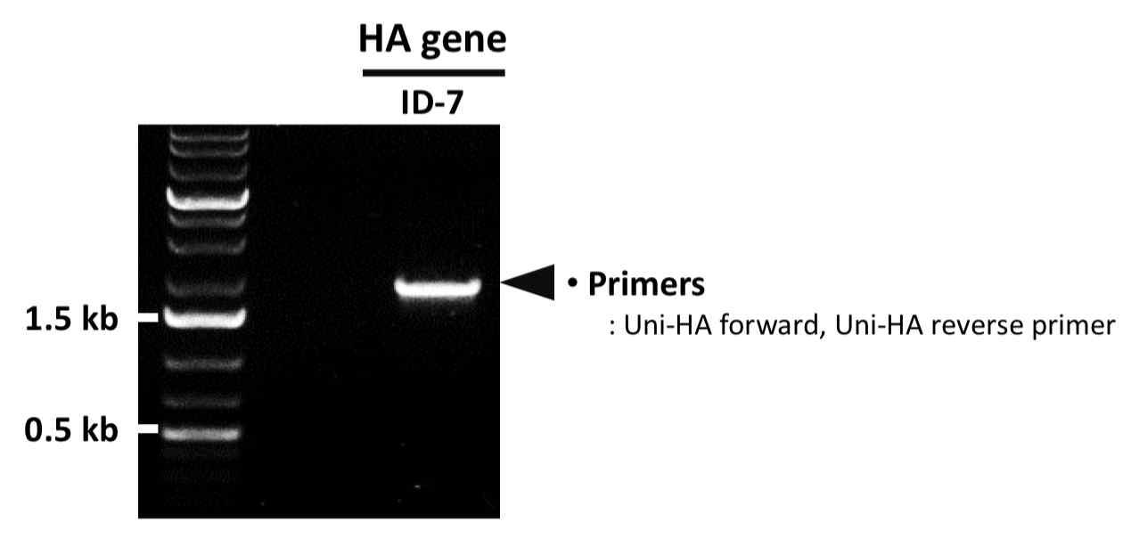 PCR을 통한 ID-7 HA 유전자의 확보 확인