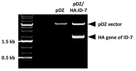 제한효소 처리를 통한 ID-7 HA 유전자의 cloning 여부 확인