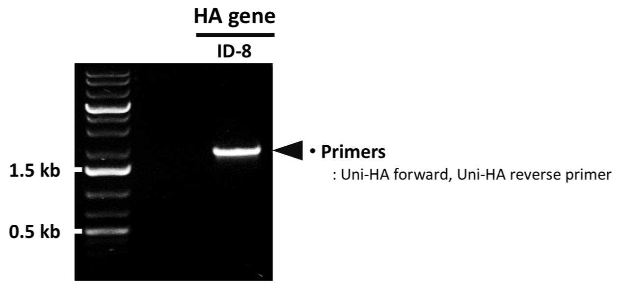 PCR을 통한 ID-8 HA 유전자의 확보 확인