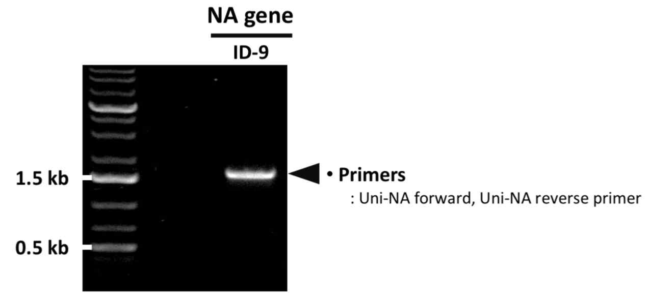PCR을 통한 ID-9 NA 유전자의 확보 확인