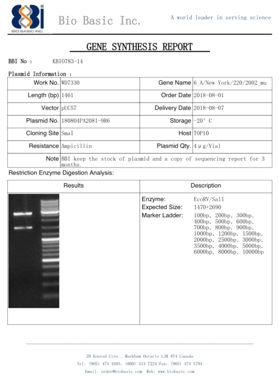 pUC57 벡터에 ID-10 유전자를 도입한 플라스미드 합성