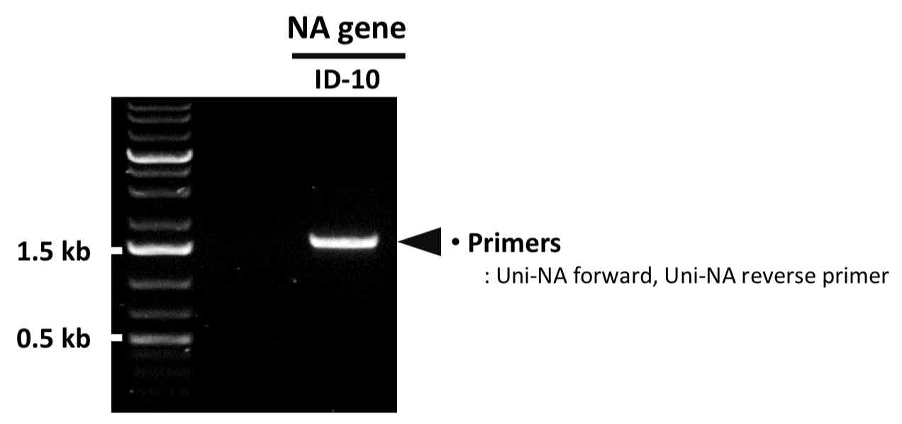 PCR을 통한 ID-10 NA 유전자의 확보 확인