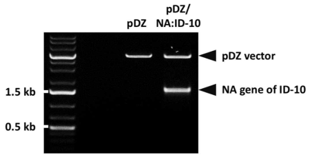 제한효소 처리를 통한 ID-10 NA 유전자의 cloning 여부 확인