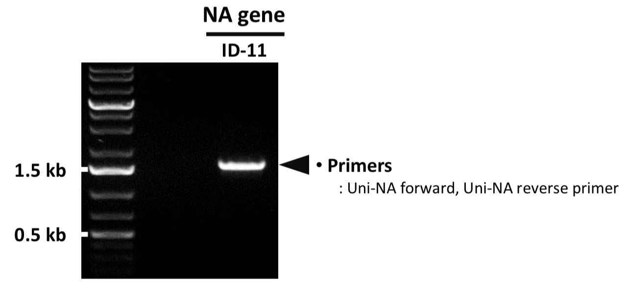 PCR을 통한 ID-11 NA 유전자의 확보 확인