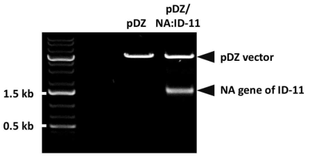 제한효소 처리를 통한 ID-11 NA 유전자의 cloning 여부 확인
