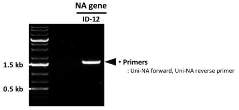 PCR을 통한 ID-12 NA 유전자의 확보 확인