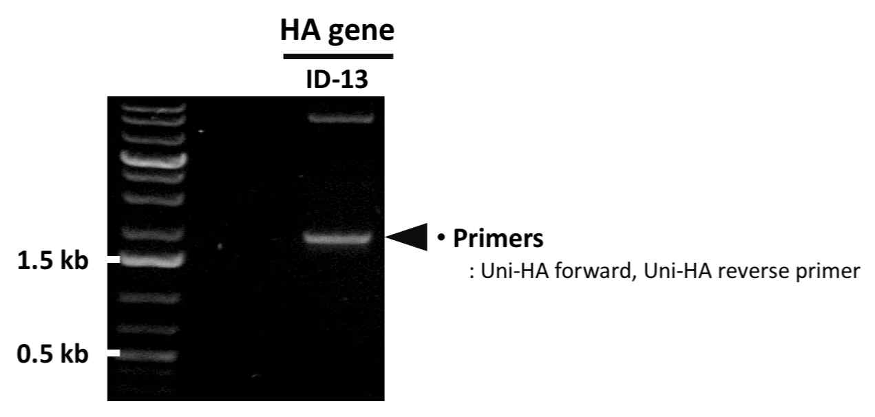 PCR을 통한 ID-13 HA 유전자의 확보 확인