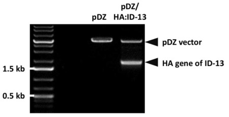 제한효소 처리를 통한 ID-13 HA 유전자의 cloning 여부 확인