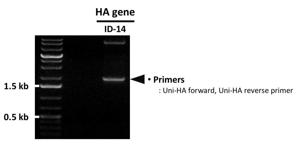 PCR을 통한 ID-14 HA 유전자의 확보 확인