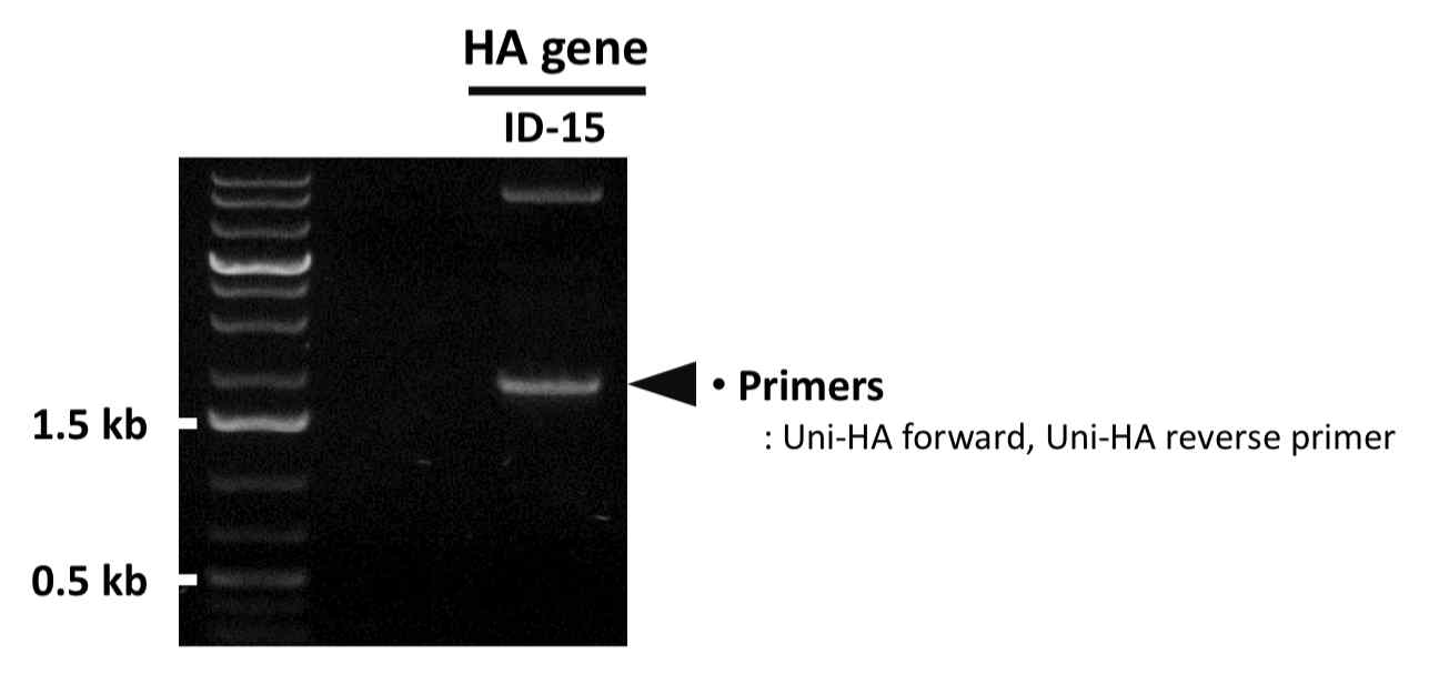 PCR을 통한 ID-15 HA 유전자의 확보 확인