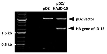 제한효소 처리를 통한 ID-15 HA 유전자의 cloning 여부 확인