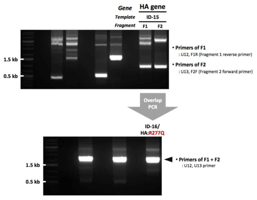 ID-16 유전자 제작을 위한 mutagenesis 결과