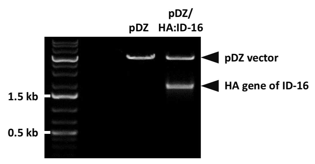 제한효소 처리를 통한 ID-16 HA 유전자의 cloning 여부 확인