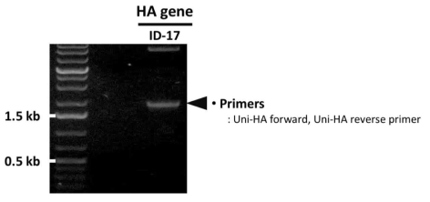 PCR을 통한 ID-17 HA 유전자의 확보 확인