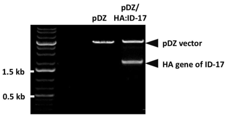 제한효소 처리를 통한 ID-17 HA 유전자의 cloning 여부 확인
