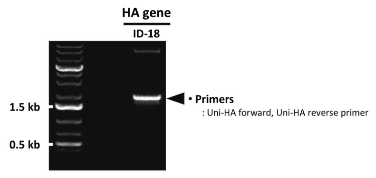 PCR을 통한 ID-18 HA 유전자의 확보 확인