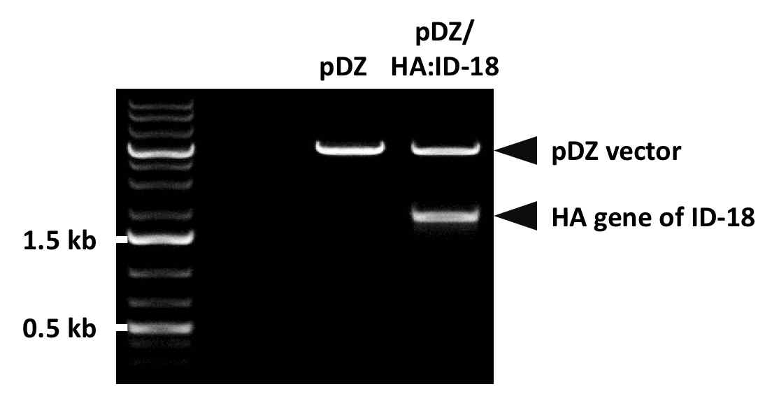 제한효소 처리를 통한 ID-18 HA 유전자의 cloning 여부 확인