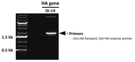 PCR을 통한 ID-19 HA 유전자의 확보 확인