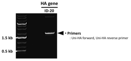 PCR을 통한 ID-20 HA 유전자의 확보 확인