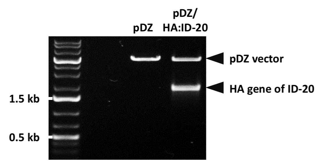 제한효소 처리를 통한 ID-20 HA 유전자의 cloning 여부 확인