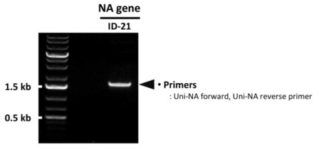 PCR을 통한 ID-21 NA 유전자의 확보 확인