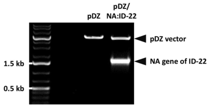 제한효소 처리를 통한 ID-22 NA 유전자의 cloning 여부 확인