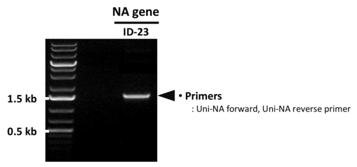 PCR을 통한 ID-23 NA 유전자의 확보 확인