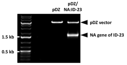 제한효소 처리를 통한 ID-23 NA 유전자의 cloning 여부 확인