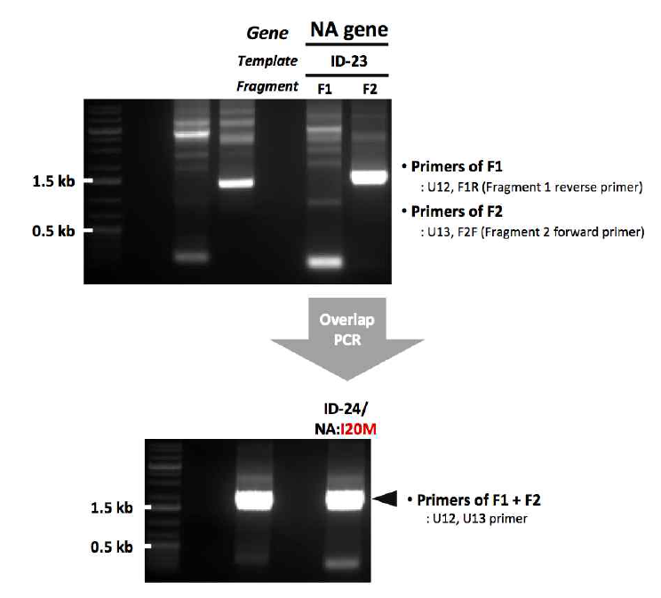 ID-24 유전자 제작을 위한 1st mutagenesis 결과