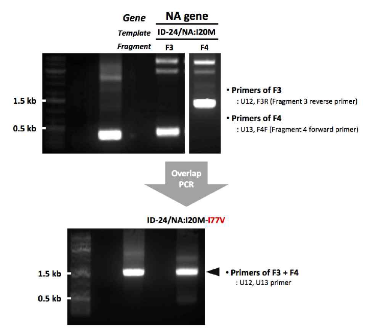 ID-24 유전자 제작을 위한 2nd mutagenesis 결과