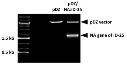 제한효소 처리를 통한 ID-25 NA 유전자의 cloning 여부 확인