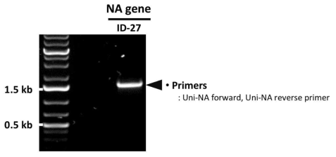 PCR을 통한 ID-27 NA 유전자의 확보 확인