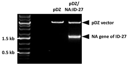 제한효소 처리를 통한 ID-27 NA 유전자의 cloning 여부 확인