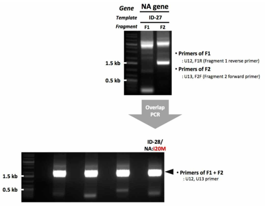 ID-28 유전자 제작을 위한 mutagenesis 결과