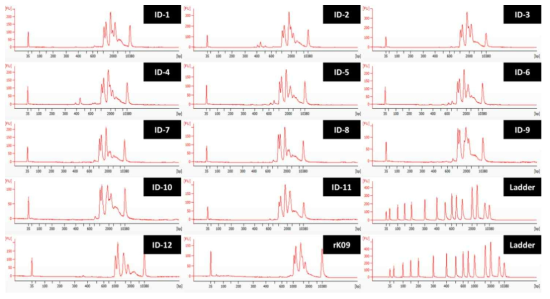 H1N1 viruses 13종의 PCR products의 electropherogram 결과